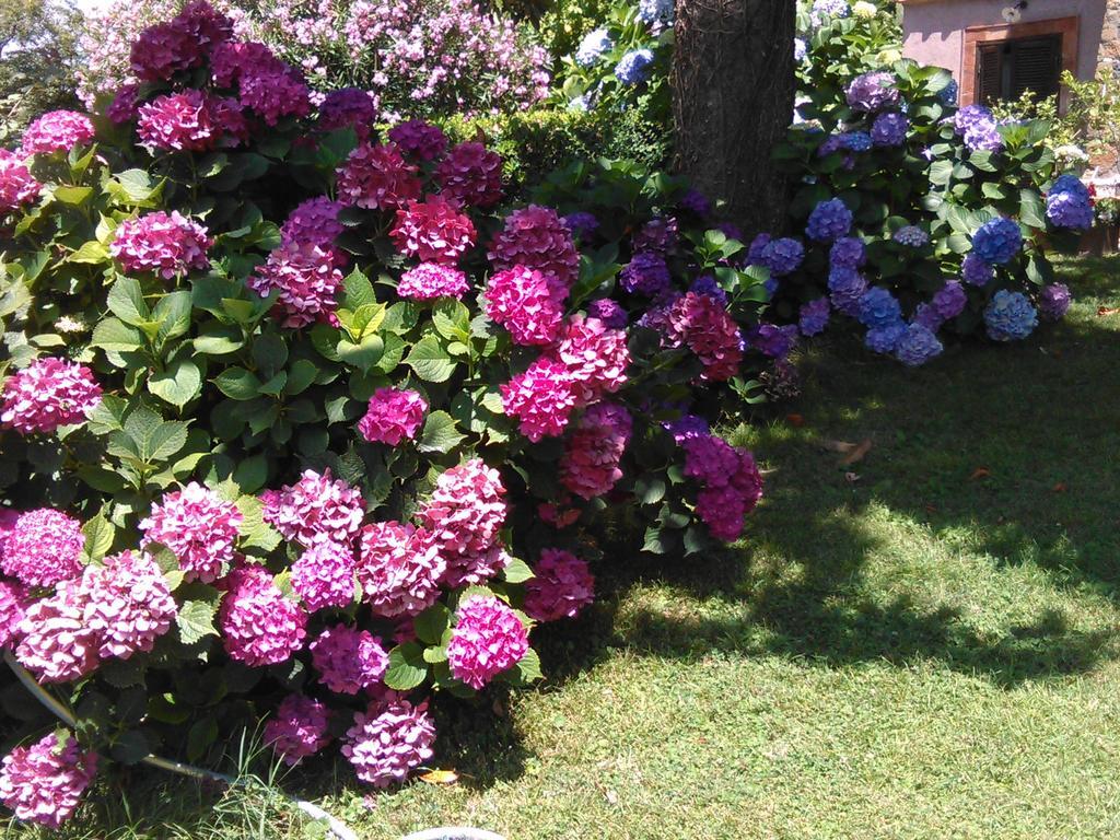 B&B Vigna Rosa Trevignano Romano Εξωτερικό φωτογραφία